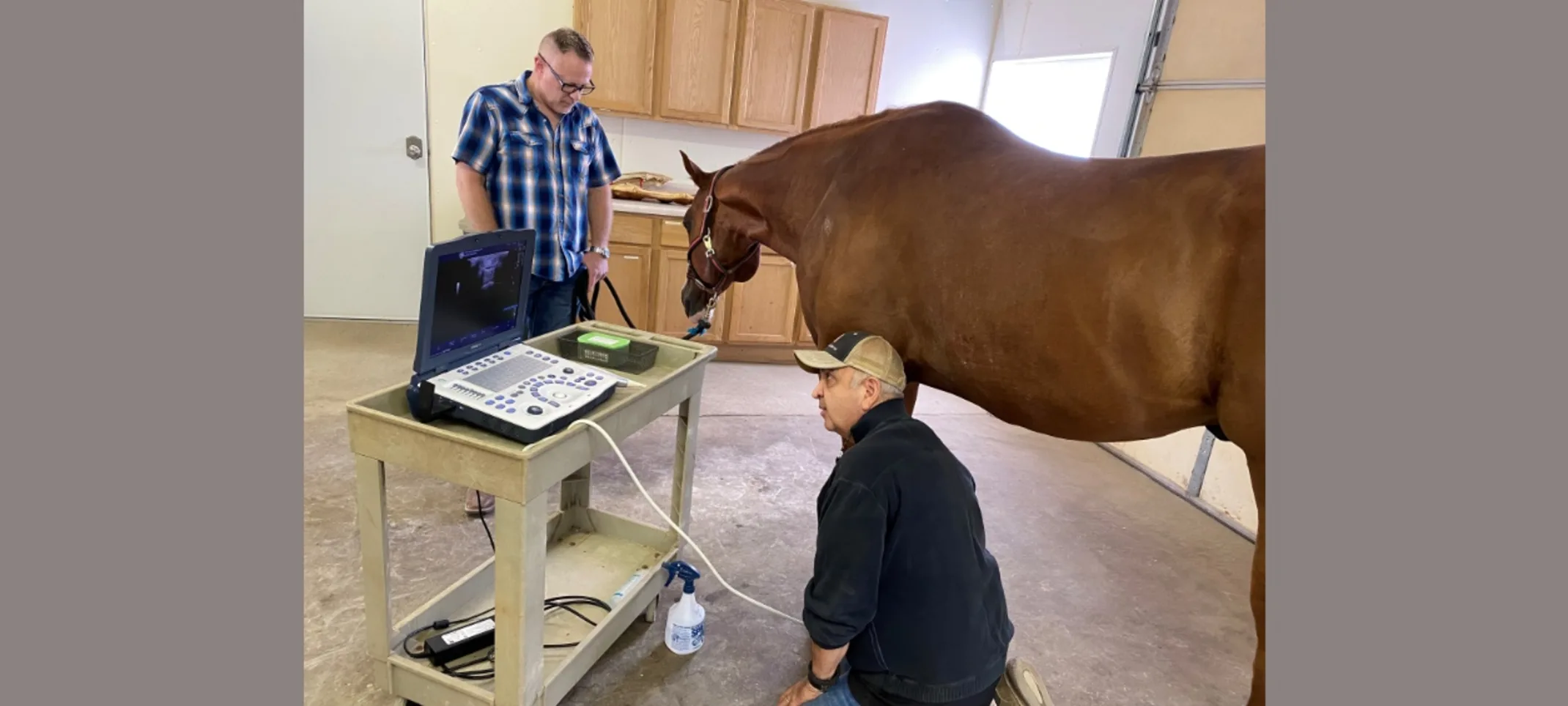 Dr. Abraham conducting an equine ultrasound